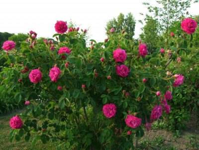 03.06.2018 21-22-34_2862.jpg