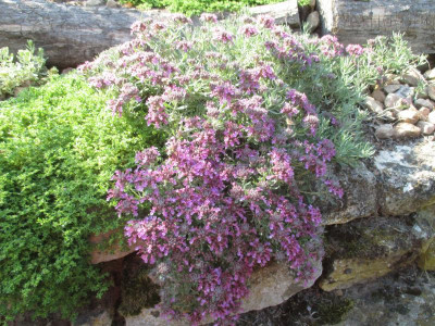 Teucrium ackermannii 20180604_02.JPG
