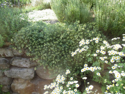 Teucrium montanum 20180604_02.JPG