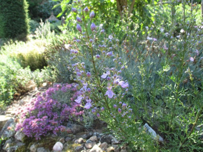 Teucrium orientalis 20180604_01.JPG