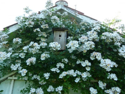 P1130084.JPG