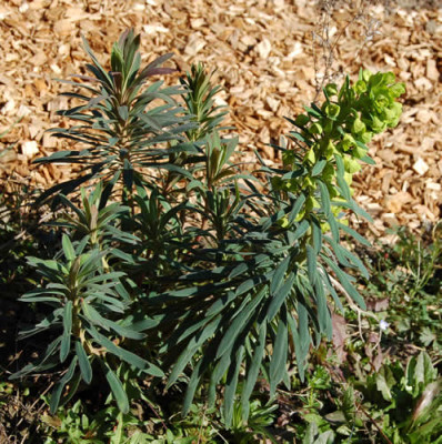 Palisaden-Wolfsmilch_HG_0691_62.jpg
