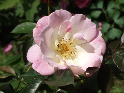DSCF5311.JPG