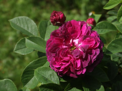 DSCF5317.JPG