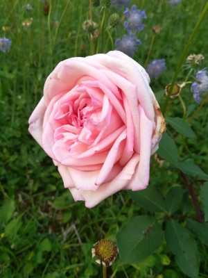 IMG_20180605_195812.jpg