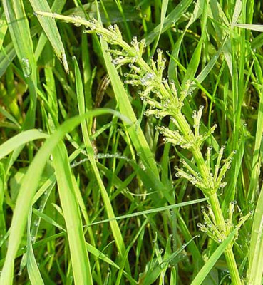 Equisetum-Tau_1-klein.jpg