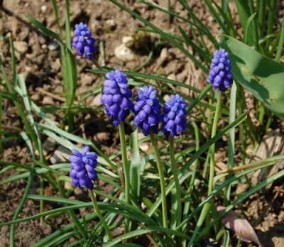 Traubenhyazinthe_N_0757_80.jpg