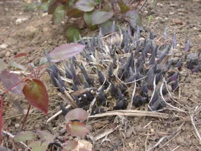 Blaublattfunkie_N_32893_38.jpg