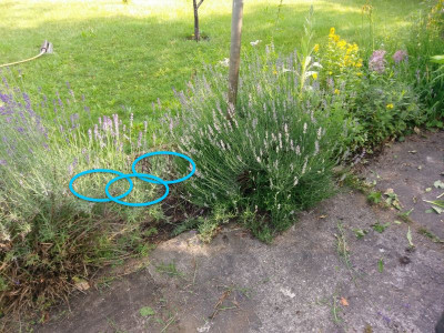 lavendel+x.jpg
