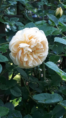 20180601_080347.jpg
