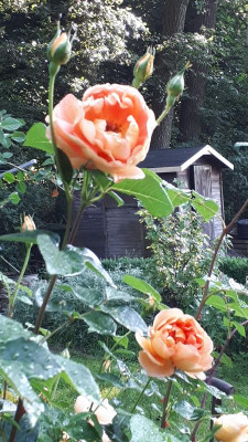 20180601_080328.jpg