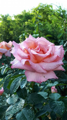 20180601_075753.jpg