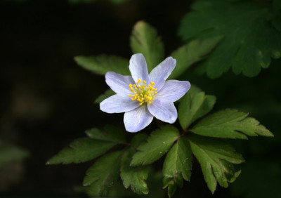 Anemone-nem.-Robinsoniana.jpg