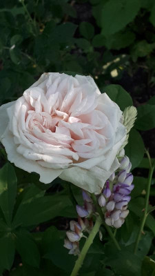 20180601_080447.jpg