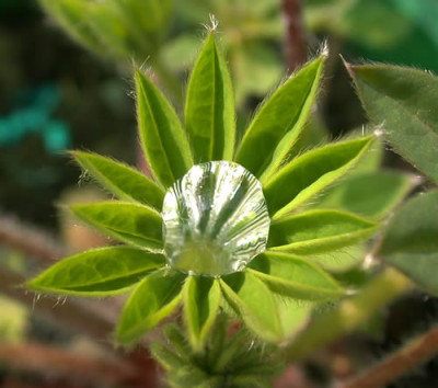 Lupinentropfen_DSCN2975.jpg