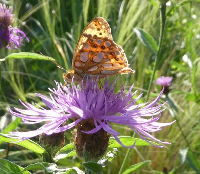 Issaria lathonia2 180605.jpg