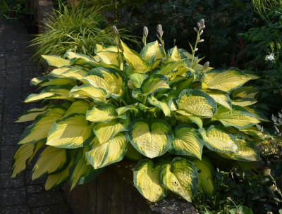 Hosta-OrangeMarmelade.18-2.jpg
