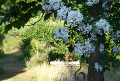2018-06-06 Garteneinblick 1.jpg