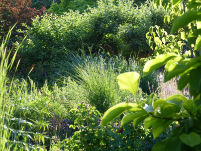 2018-06-06 Garteneinblick 2.jpg