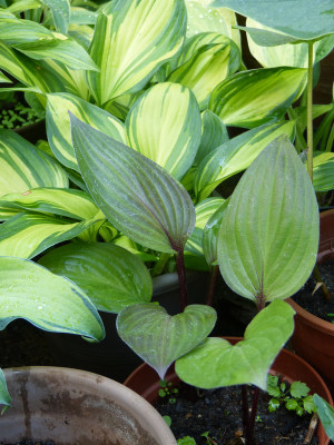 2018-06-05 Hosta 'First Blush'.jpg