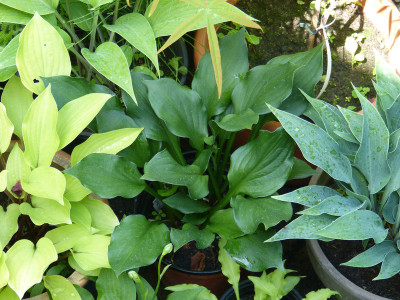 2018-06-05 Hosta 'Lakeside Storm Watch'.jpg