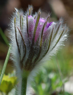 KuechenschellePalmengarten-.jpg