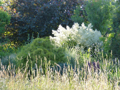 2018-06-06 Aconogonon speciosum 'Johanniswolke'.jpg