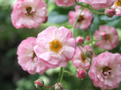 DSCF5350.JPG