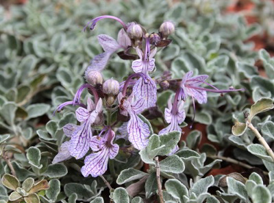 IMG_3330_eTeucrium aroanium.JPG
