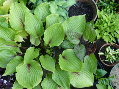 2018-06-07 Hosta 'Almost' - 'First Blush'.jpg
