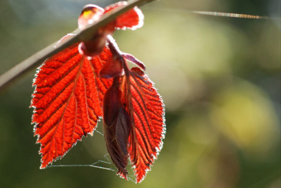 rote-Hasel-Austrieb.jpg