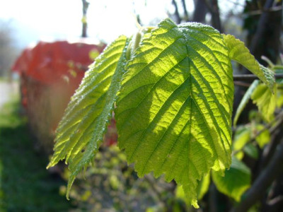 09.04.2007.5.JPG