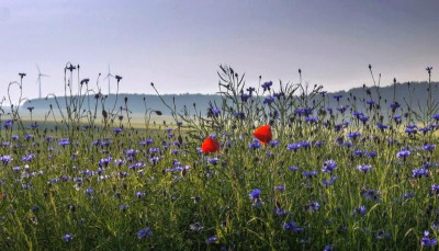 5.6.c mohn.jpg