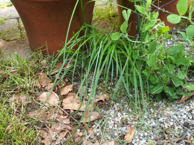 Carex P6070259.JPG