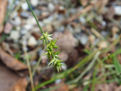 Carex Ähre P6070260.JPG
