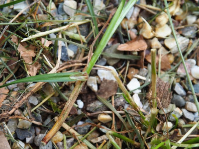 Carex Blatthäutchen P6070261.JPG