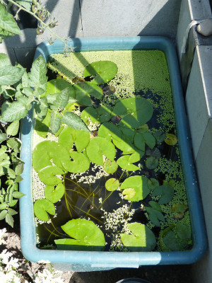 2018-06-07 Nymphaea 2.jpg