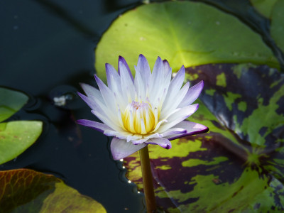 2018-06-07 Nymphaea 'Purple Joy' 1.jpg