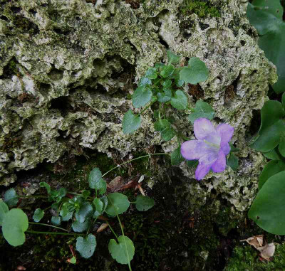 Campanula morettiana  ...   7.6.18 002.jpg