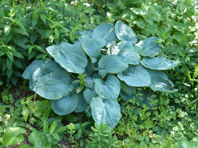 2018-06-07 Hosta 1.jpg