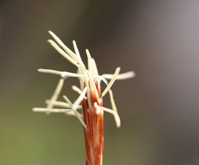 Grasblute.JPG