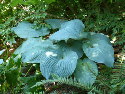 2018-06-07 Hosta 2.jpg