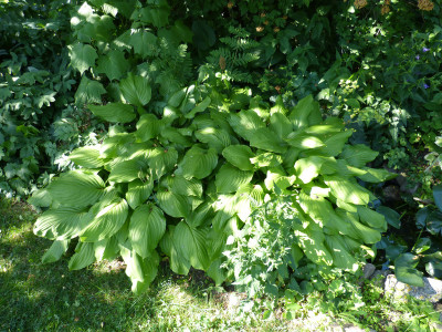 2018-06-07 Hosta 3.jpg