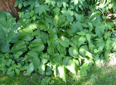 2018-06-07 Hosta 'Bridegroom'.jpg