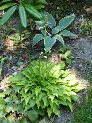 2018-06-07 Hosta 'Laterna Magica'.jpg