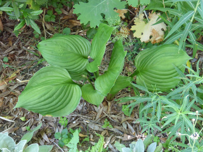2018-06-07 Hosta Sämling Jentsch.jpg