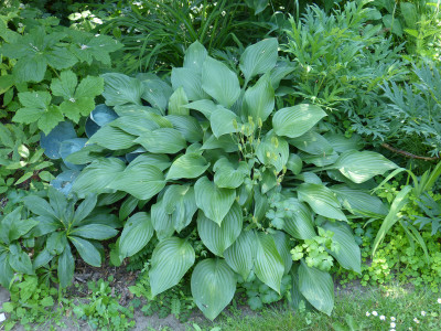 2018-06-07 Hosta 'Violetta'.jpg