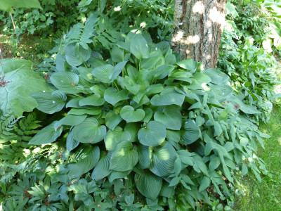 2018-06-07 Hosta 'Hyacinthina'.jpg