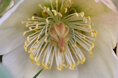 Helleborus_.JPG