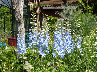 2018-06-07 Delphinium 'Augenweide'.jpg